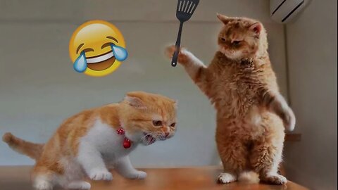 Funny animals 😄hub,funny animals club youtube, 🤣, funny animals dancing 💃😄, funny animals fighting 😄