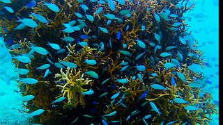 Mesmerizing blue fish fill every crevice in coral head