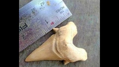 Otodus Obliquus Extinct Shark Tooth 2 Inches Long