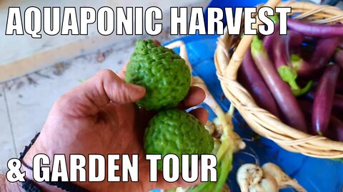 Aquaponics Harvest & Yard Prep for Landscapers