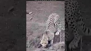 crocodilo atacando leopardo