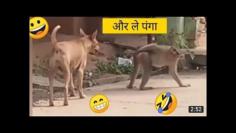 Monkey vs dog real fight | funny dog vs monkey video l funny video l comedy videos