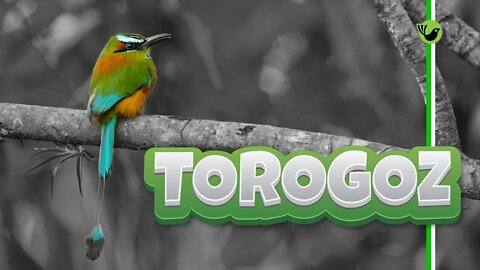 TOROGOZ - Pássaro Exótico - Turquoise Browed Motmot