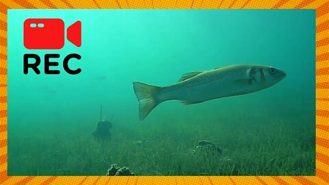 Sea Bass and Sea Bream Were NOT Afraid of the Camera: Adriatic Sea Underwater