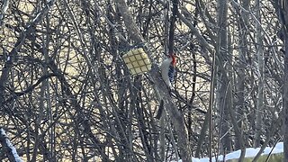 Red-Bellied Wood Pecker James Gardens Toronto 2