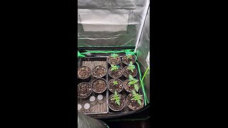 Seedling Tent Update