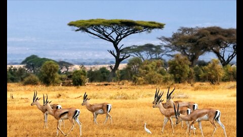 Wild African Animal Stampede _ Wildlife in 360 VR