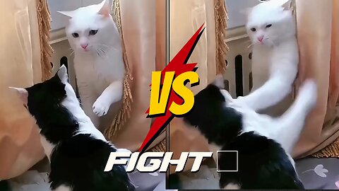 Funny and Cute Cat | The face of realization | Cat fight | 👊🤣