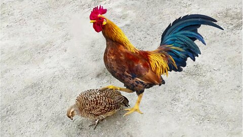 Funniest Compilation - Rooster And Chicken VS Tiny Grey Francolin