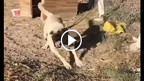 Angry Anatolian Shepherd Dog