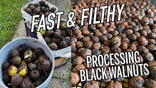 Nuts or Nuisance? The fast way to husk Black Walnuts - E108