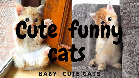 CUTE BABY CAT FUNNY