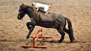 Horse Play: Jack Russell Rides Miniature Horse