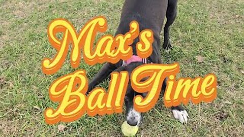 Max's Ball Time #dog #fetch #spring