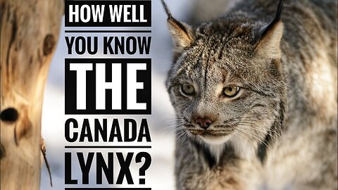 Canada Lynx || Description, Characteristics and Facts!