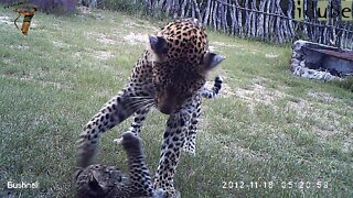 Leopard And Cub In The Bush Camp - Camera Trap Footage Part 3: 18 November 2012