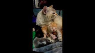 Kitten Hiccup's While Nursing