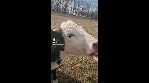 Cow licking the hand that feeds her.