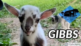 Baby goat Gibbs #shorts