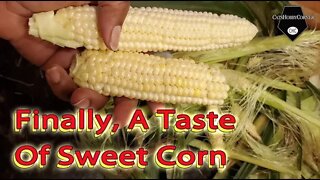 Sweet Corn Harvest - 16Jul2022