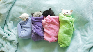 These Siamese Purritos Are Just What The Doctor Ordered
