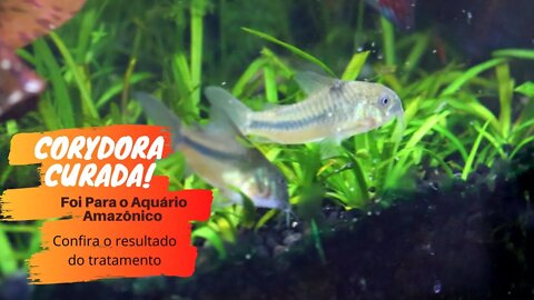 🔴 Corydora recuperada (bactéria) e inserida no aquário amazônico