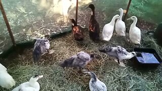 Some Muscovy and Indian Runner Ducks 18th June 2021