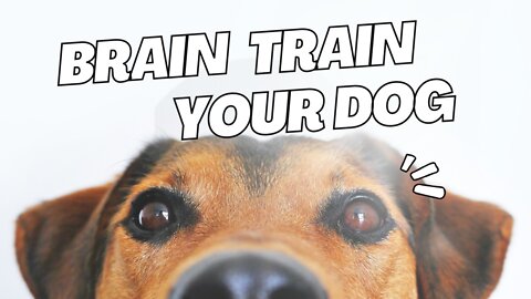 Brain Train your Dog. Any breed and age training for dogs