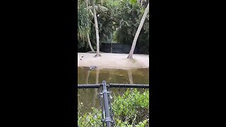 Livestream Replay - Naples Zoo 9/16/2022. Filmed in Naples, FL #LiveStream