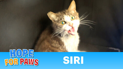 Feral cat got hit by a car on the freeway and was unable to run away!