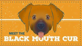 Black Mouth Cur | CKC Breed Facts & Profile