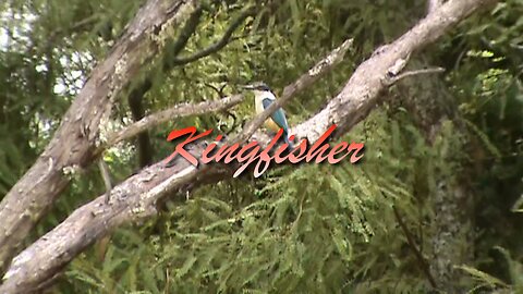 Kingfisher