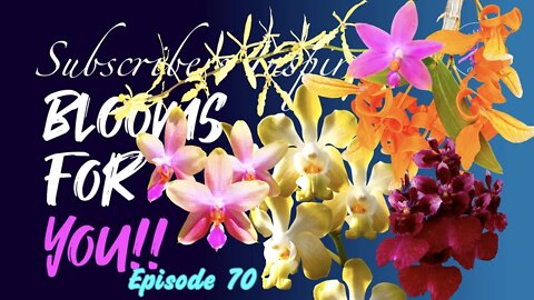 SUBSCRIBERS INSPIRE| You color my life | Blooms for YOU! Episode 70 🌸🌺🌼💐#Orchids #OrchidsinBloom