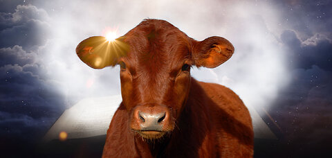 The Mystery of the Red Heifer