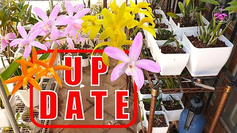 💪🏼Largest Private 😉Collection of Rupicolous Laelias on #YouTube UPDATE #ninjaorchids