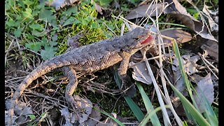 BLACK CATS CORNER HELPLESS LIZARD