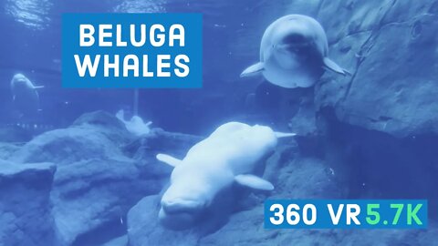Beluga Whales Up-Close || Georgia Aquarium Gallery || Episode - 6 || 360 VR Video