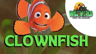 clownfish