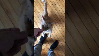 Feeding a cat a treat