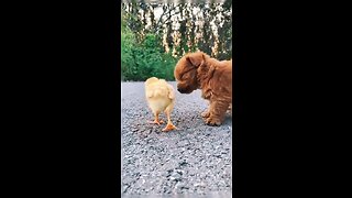 Best buddies 🐶🐥