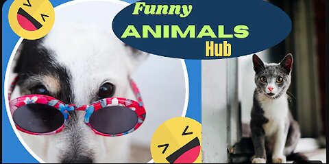 Funny animals 😄hub,funny animals club youtube, 🤣, funny animals dancing 💃😄, funny animals fighting 😄