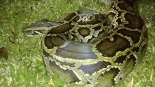 Amateur hunters capture nearly 18-foot python days before annual python challenge