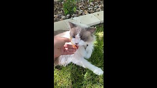 Cappy the Cat Loves Cheese
