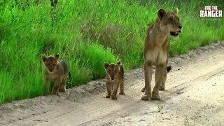 Lioness And Cubs On The Move | Archive Lion Footage