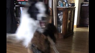 Puppy Vs Collie - Round 2!