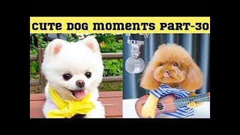 New Funny Animals 2023 -- Funniest Dogs Videos (new dog video)