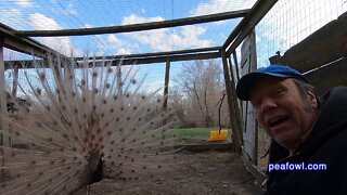 The Joy Of Peacocks, Peacock Minute, peafowl.com