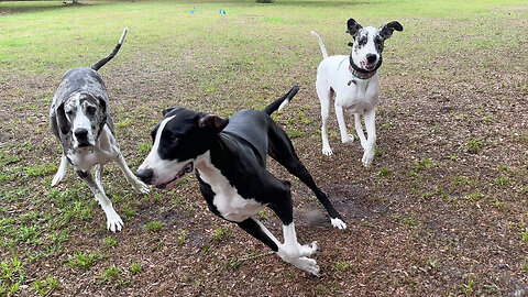 Excited Great Danes Almost Take Down Their Owner