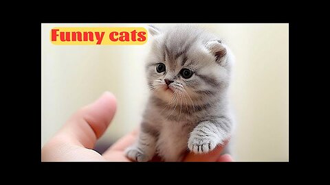 Funny animal 2023 - Funny Cats and Cute Kittens Playing Compilation