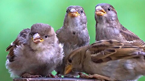 GASP! Private Female Sparrow Breakfast Gathering is Rudely Interrupted by a Male...